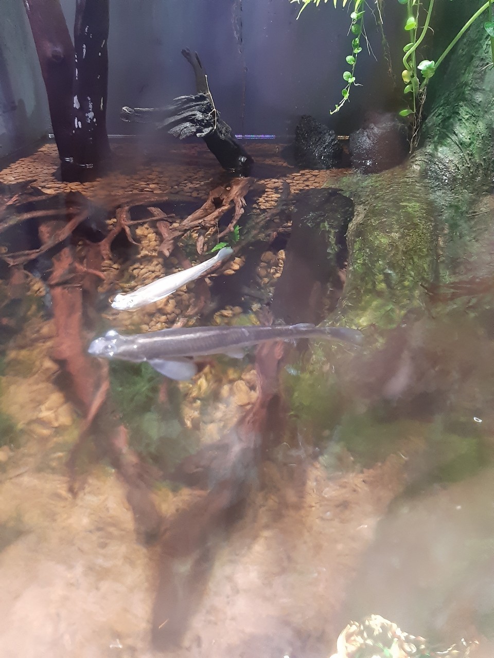 小均開車與香蕉小苓吃大師兄，逛XPARK，合點壽司超爽，漫渡，姑丈聚餐不要不要不要