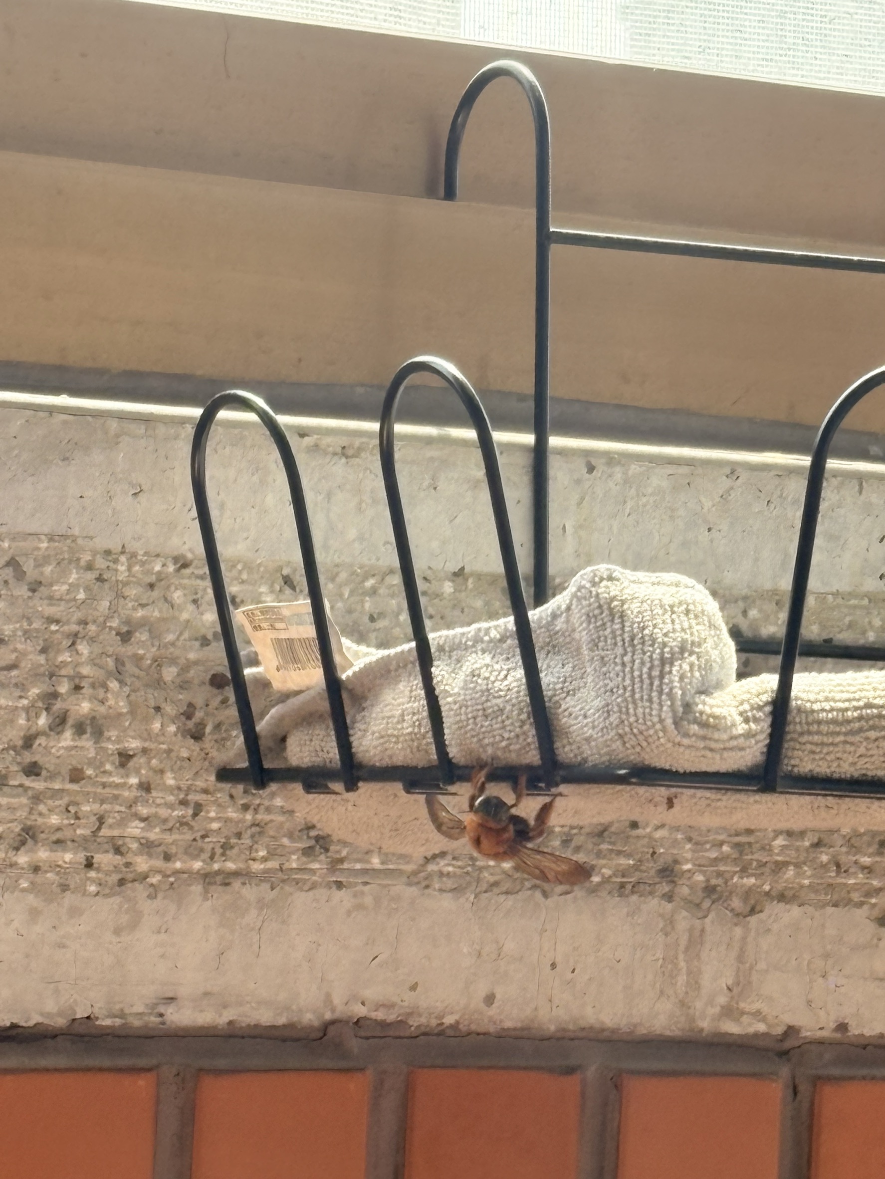 小均老公好帥氣.幫小金魚把陽台的蟲蟲弄走