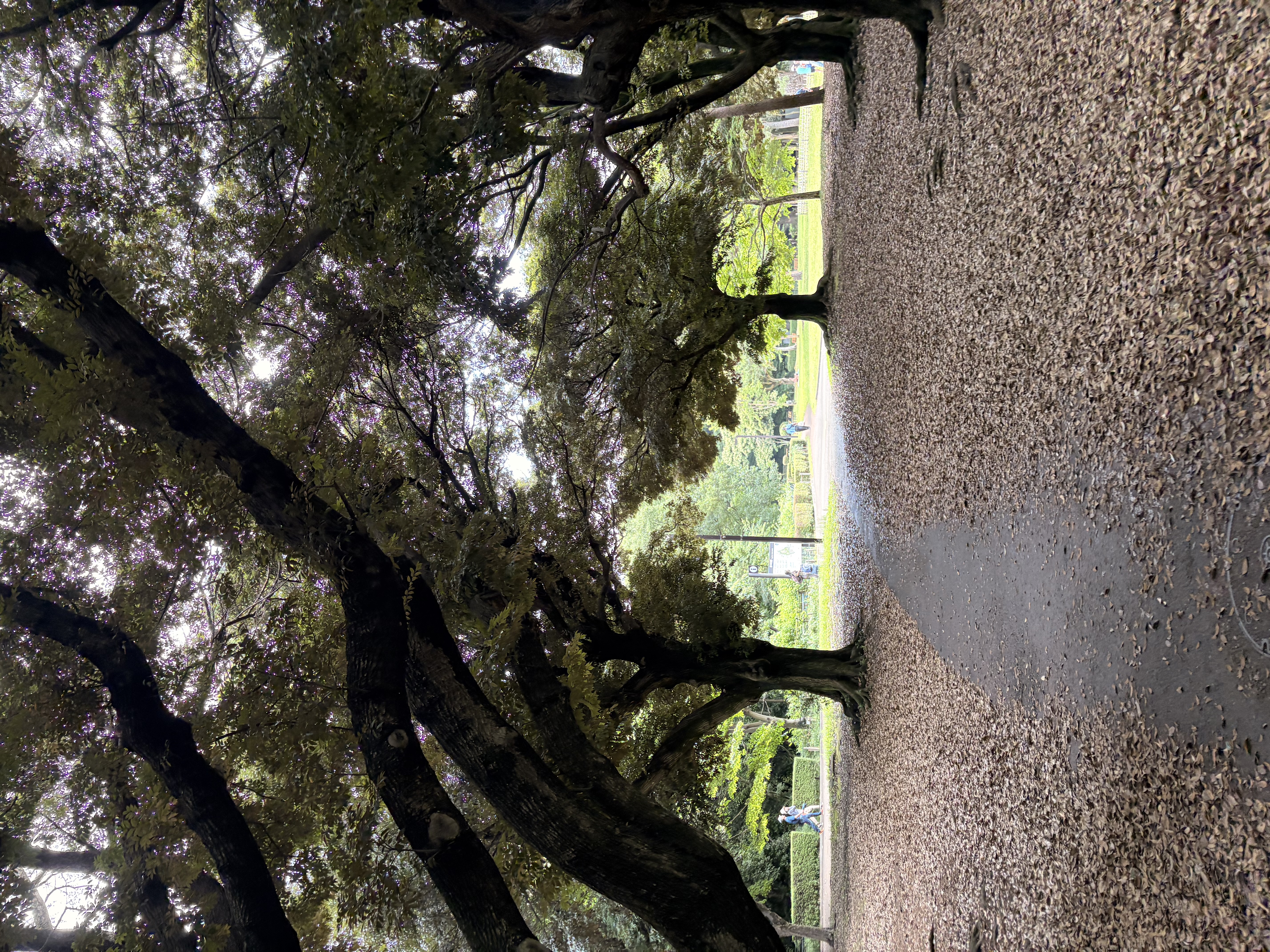 日本東京九日遊